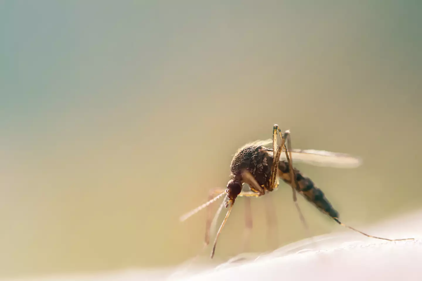 Comment éloigner les insectes de votre piscine