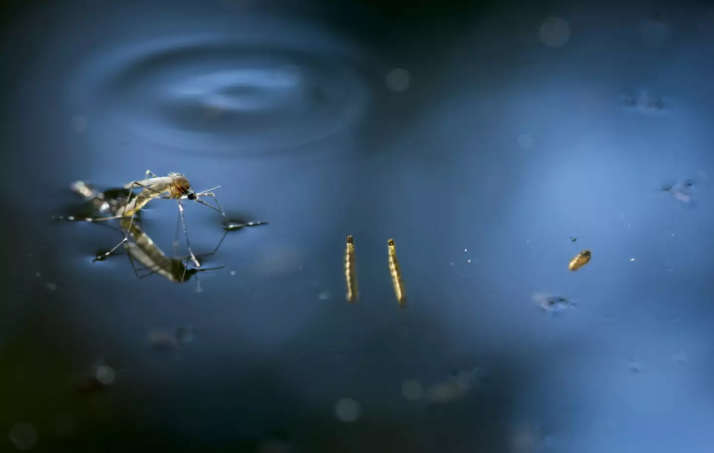 Eloigner les insectes de votre piscine