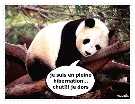 hibernation de panda