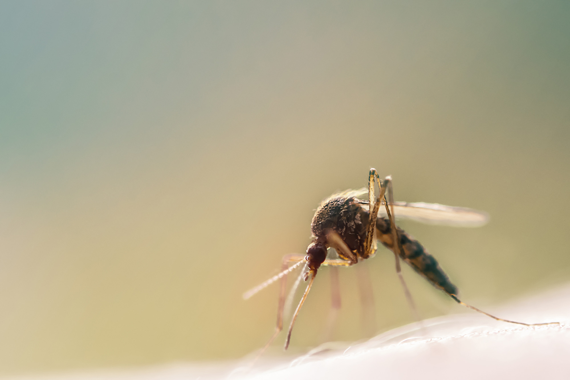 Comment éloigner les insectes de votre piscine
