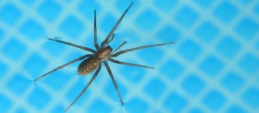 Comment éloigner les insectes de votre piscine ?